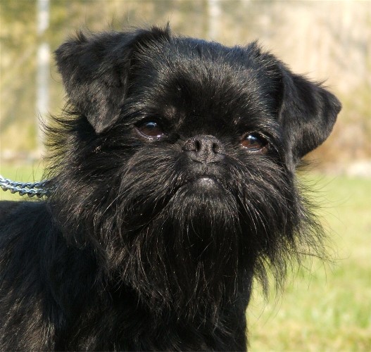 GRIFFON BELGIAN